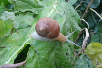 Lumaca Helix Pomatia